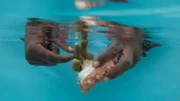 "Coral Vita" ist eine Umweltschutzorganisation, die sich dem Schutz von Korallenriffen verschrieben hat. Ihre Wissenschaftlerinnen und Wissenschaftler setzen gezüchtete Korallen hohen Temperaturen und Säureeinwirkung aus, um deren Resilienz zu stärken, bevor sie ins Meer verbracht werden.