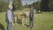 Nelson besucht in der Schweiz die legendären Simmentaler Rinder und ihre Züchter.