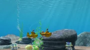 Bess und Timmy reißen sich darum, babysitten zu dürfen. Taucher Tom übergibt ihnen die Verantwortung für den kleinen Babykraken.