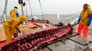 Nur das Filetfleisch wird verwertet, der Rest vom Wal wird zurück ins Meer geworfen.