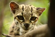 Ocelot