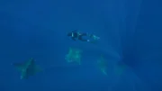Ein frei tauchender Wissenschaftler schwimmt hinunter, um eine Schleppkameras an einem Teufelsrochen anzubringen.