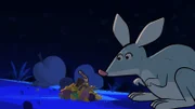Um Pixie, den Kaninchennasenbeutler einzufangen, legt Taylor einen leckeren Köder aus.