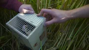 Ein Feldhamster in Transportbox wird gleich ausgewildert.