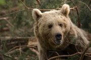 Europäischer Braunbär, in der Nähe von Sarikamis, Osttürkei. Die Wälder hier beheimatet eine der höchsten Populationsdichte von Braunbären. Unsere Kameras halfen Wissenschaftlern zu verstehen, wie die Bären überleben und wie sie miteinander interagieren.