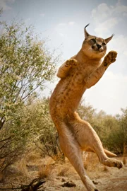 Caracal