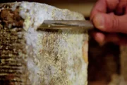 Bunkerkäse mit Schimmel