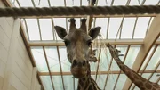 Giraffe im Innengehege des Afrikabereichs im Zoo Leipzig.