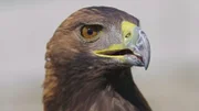 Steinadler