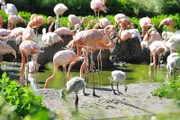 ARD/rbb PANDA, GORILLA & CO., TEIL 227, "Geschichten aus dem Zoo Berlin und dem Tierpark Berlin", am Donnerstag um 16:10 Uhr im ERSTEN. Flamingokolonie