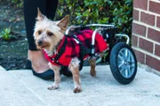 Twix is in the wheelchair.