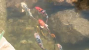 Japanese carp in the Yin and Yang pond.