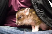 Bacon snuggles in a jacket.