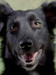 Dog.