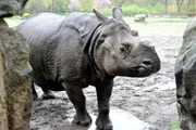 PANDA, GORILLA & CO., TEIL 229, "Geschichten aus dem Zoo Berlin und dem Tierpark Berlin". Panzernashorn Betty