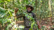 Dwayne Fields bahnt sich einen Weg durch den Wald in Gabun, indem er das Laub mit einer Machete abschlägt.