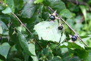 Auch wenn sie noch so verführerisch aus dem Busch herausleuchten, essen sollte man die dicken, dunkelvioletten Beeren der Tollkirsche nicht. Sie ist eine der giftigsten Pflanzen unserer Wälder.
