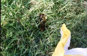 Blut im Gras