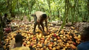 Erntezeit in der Côte d’Ivoire.