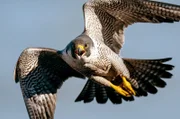 Wanderfalken sind gefiederte Düsenjäger der Natur: Sie erreichen Geschwindigkeiten von bis zu 390 Kilometern pro Stunde.