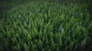 PORT PROTECTION, ALASKA- The treetops of Port Protection. (Photo Credit: National Geographic Channels/Jesse Phinney)