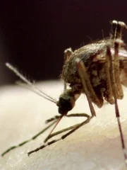 Mosquito