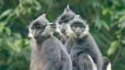 Gruppe von Pandalanguren.
