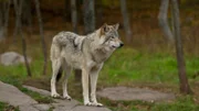 Wolf.