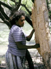 Kakadu Nationalpark. Violet beim Schälen von 'Paper bark' - Rinde die vielseitig verwendet wird.