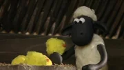 Shaun beobachtet die Küken beim Schlüpfen und wird gleich als Mutter adoptiert.