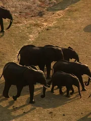 Elephants