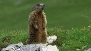 "Wunderwelt Schweiz: Die Jura-Region - Erzählt von Max Moor": Murmeltier.