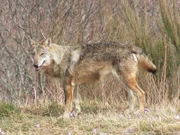 In den Bergen rund um das italienische Cuneo lebt ein Wolfsrudel, das viel von sich reden macht, denn der Nachwuchs wandert bevorzugt nach Norden in Richtung Bayern. So soll zum Beispiel der Wolf, jüngst überfahren vor Starnberg, aus diesem Rudel stammen.
