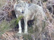 Ein italienischer Wolf.