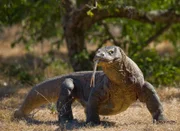 Ausgewachsene Komodowarane können über 70 Kilo schwer werden.