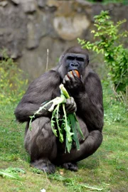 ARD/rbb PANDA, GORILLA & CO., TEIL 229, "Geschichten aus dem Zoo Berlin und dem Tierpark Berlin", Gorillafütterung