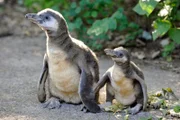 Pinguin-Nachwuchs mit Dobby (r.)