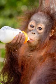 Die kleine Orang-Utan Dame Addy ist ein Waisenkind. Im „Sepilok Orang-Utan Rehabilitation Centre“ im malaysischen Bundesstaat Sabah wächst sie nun auf.