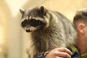 Waschbär