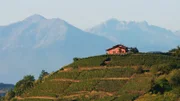 Piemont-Landschaft mit Reben