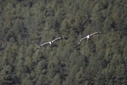Jedes Jahr im November kommen die Kraniche vom Tibetischen Hochland über die hohen Gipfel des Himalaya nach Bhutan. In Tibet verbringen die Kraniche den Sommer und ziehen dort ihre Küken groß. Zusammen mit den erwachsenen Vögeln fliegen die Jungen dann ins Phobjikha-Tal, wo sie den gesamten Winter in einem Hochtal auf über 3000 Meter verbringen.