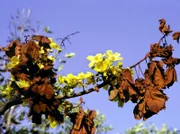 Kapok-Baum in Blüte (Cochlosperum fraseri). Die gelben Blüten leuchten weit in der sonst trockenen Dürre des Gurrung. Wenn die Blätter des Kapok-Baumes verdörrt sind, beginnen die Blüten sich zu öffnen.