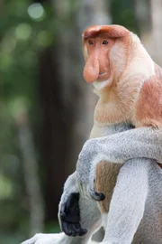 Ausschließlich auf Borneo leben die unverwechselbaren Nasenaffen.