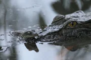 AUSTRALIA - Crocodile head with hatchling on nose.