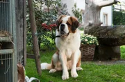 Auch Hofhund Oskar plagt das schlechte Gewissen: er hat nicht auf die Kaninchen aufgepasst.