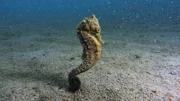 Seahorse.