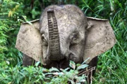 Die Borneo-Zwergelefanten kommen nur auf Borneo vor. Sie sind die größten Bewohner der Insel und inzwischen sehr selten.
