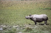 Unlike their relatives on the African savannah, Indian rhinos are semi-aquatic.