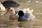 Blässhuhn und Stockente.