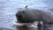 See-Elefant auf der subantarktischen Insel Macquarie Island. Es sind die größten Robben der Welt, die mehr als 2000m tief tauchen können.